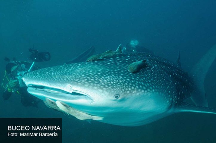 cría de tiburón ballena