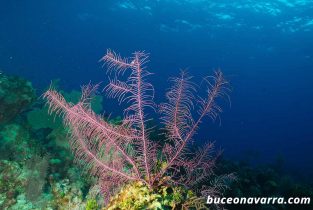 coral