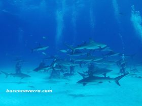 tiburones en alimentacion