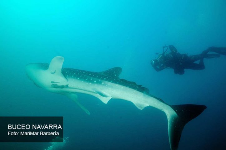 cría de ballena y fotógrafo