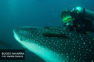 cría de tiburón ballena con buceador