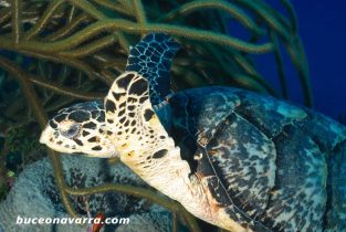 tortuga