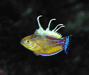 Descubierta una nueva especie Descubierta una nueva especie