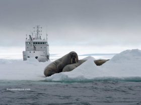 morsas y nuestro barco rompehielos ruso