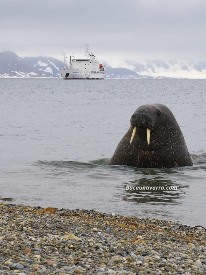 morsa y barco rompehielos