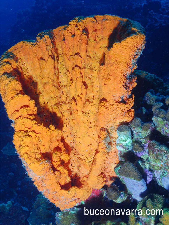 coral esponja