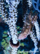 caballito de mar asido alcoral