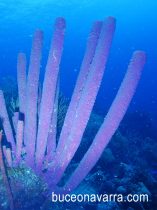 coral