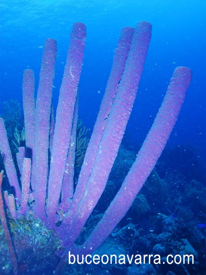 coral