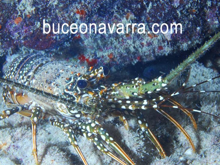 langosta