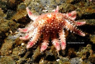 Estrella de mar de muchos brazos