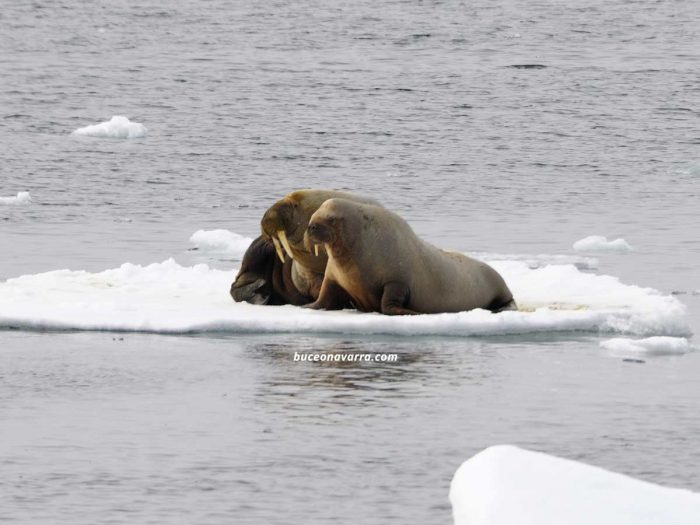 morsas descansando sobre el hielo
