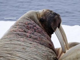 cabeza de morsa con grandes colmillos