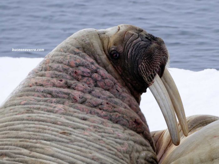 cabeza de morsa con grandes colmillos