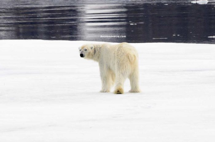 oso polar