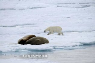 un oso polar a la caza de las morsas