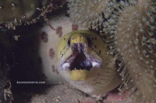 morena amarilla de frente