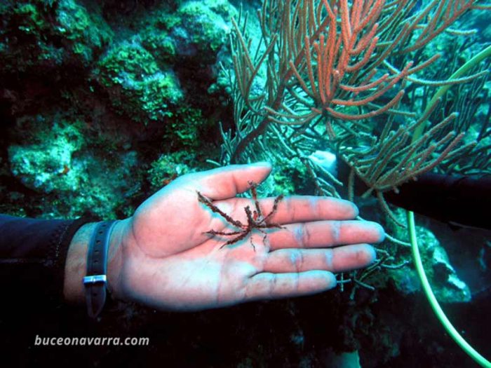 cangrejo araña paseando por una mano