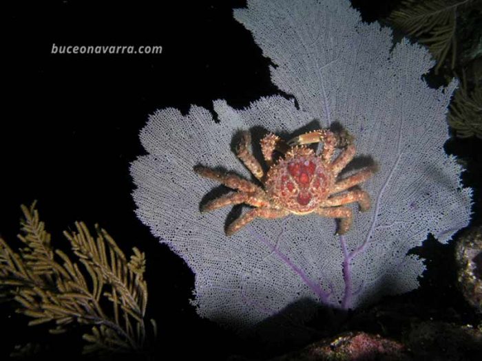 cangrejo rey en una gorgonia