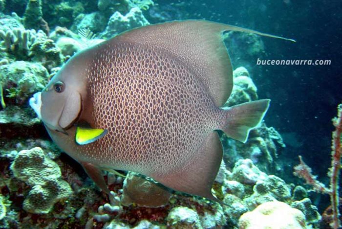pez ángel del Caribe