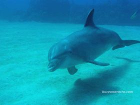 delfin