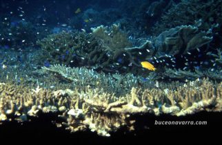 coral y pequeños peces
