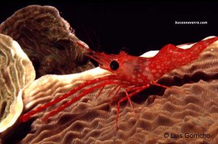 gamba roja sobre coral duro