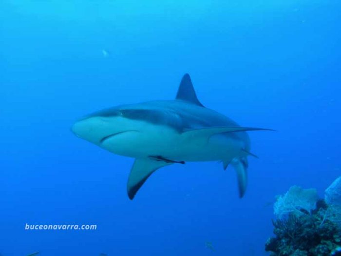 tiburón puntas negras