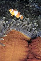 anémona y pez de anémona