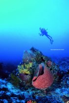 buceadora posando encima del coral barril