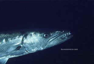 cabeza de barracuda