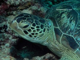 cabeza de tortuga