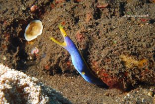 morena cinta azul
