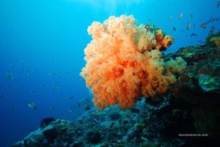 coral blando