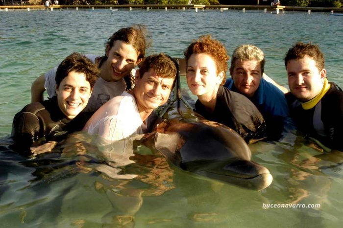 buceadores acariciando a un delfín en superficie