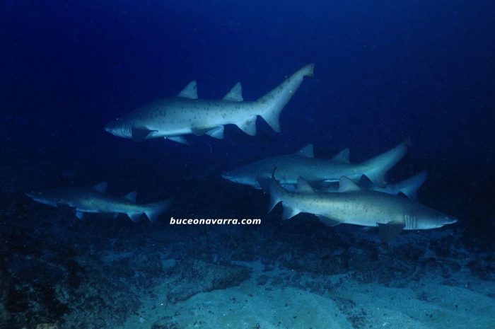 varios tiburones toro en Aliwoal Sudafrica