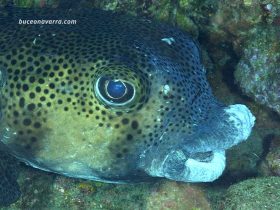 boca deformada de un pez globo