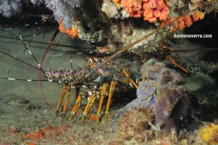 langostas en Aliwoal,Sudafrica