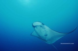 manta
