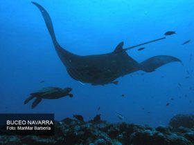 estación de limpieza de mantas