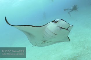bahía con muchas mantas