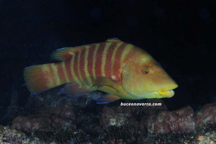 mero amarillo en Aliwoal, Sudafrica