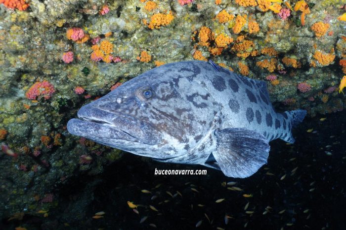 mero en Aliwoal, Sudafrica