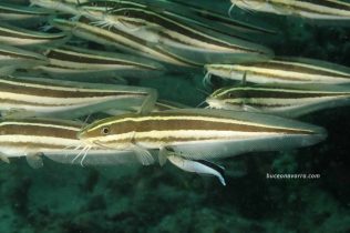 detalle de pez gato y sus bigotes