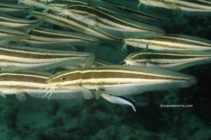 detalle de pez gato y sus bigotes