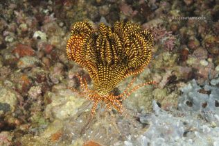 crinoideo cerrado