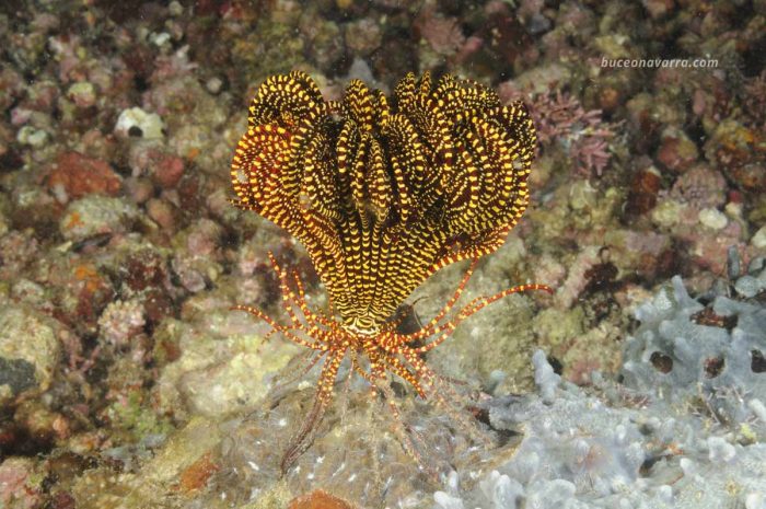 crinoideo cerrado