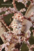 caballito pigmeo rosa