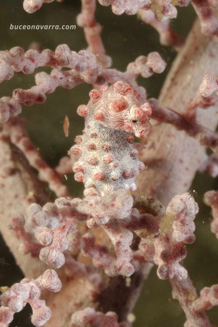 caballito pigmeo rosa