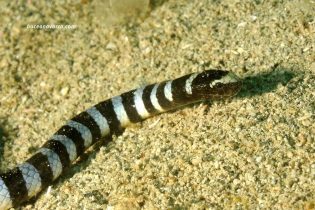 parte delantera de una serpiente marina